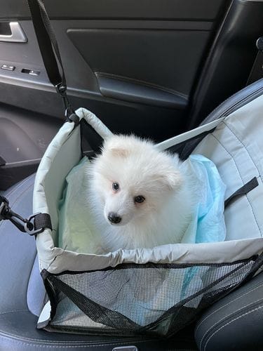 SecurePet™ ASIENTO DE AUTO PARA MASCOTAS